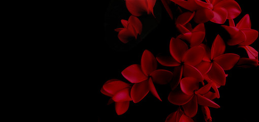 Red fowers plumeria on black background copy space