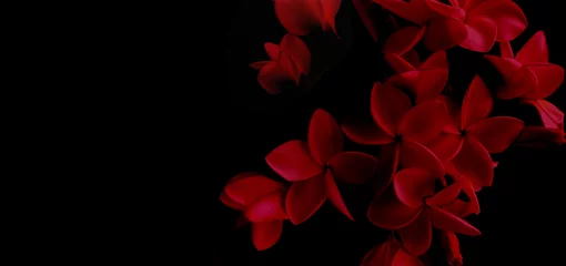Foto op Plexiglas Rode bloemenplumeria op zwarte achtergrondexemplaarruimte © nadtytok28