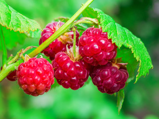red raspberry on a branch