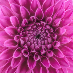 Purple flower petals, close up and macro of chrysanthemum, beautiful abstract background