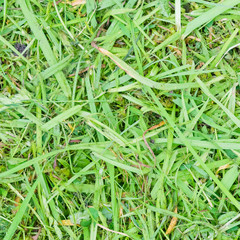 Sloping green grass