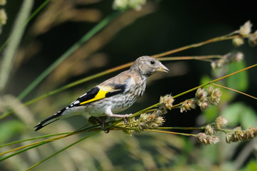 Perching young Goldfinch eats grass seeds