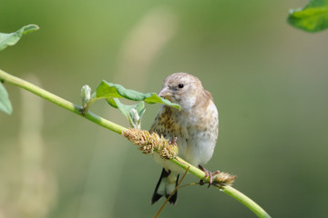 Perching young Goldfinch eats grass seeds