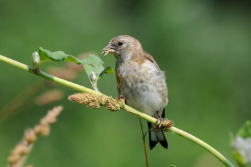 Perching young Goldfinch eats grass seeds