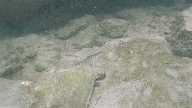 Key West Conch eating underwater time lapse