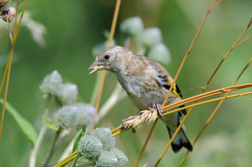 Perching young Goldfinch eats grass seeds