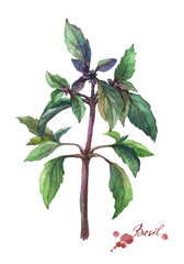 Basil. Hand drawn watercolor painting on white background.