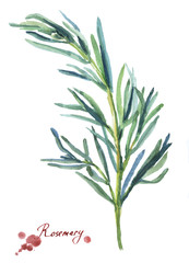 Rosemary. Hand drawn watercolor painting on white background.