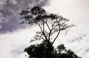 Árvore no meio do céu