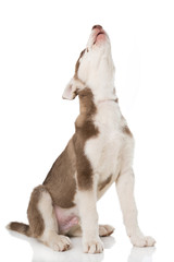 Heulender Huskywelpe