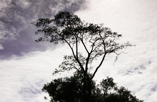&Aacute;rvore no meio do c&eacute;u