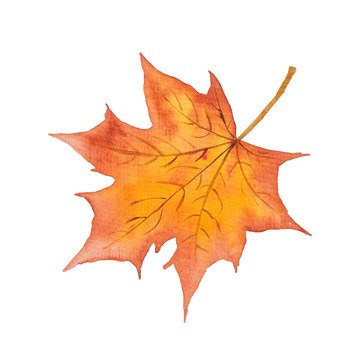Autumn Leaves watercolor Hand-painted illustration isolated Fall graphics Orange Leaf 