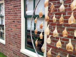 Enkhuizen, Olanda Settentrionale - essicazione delle aringhe
