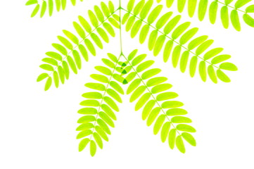 Branch of little oval leaves isolated on white background. backlit and translucent, accentuating the plant veins and overlapping color changes.