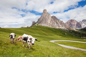 Cow on the alpine mountain hill pasture