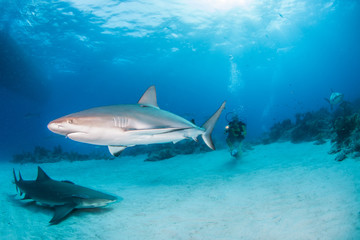 Fototapeta premium Caribbean reef shark