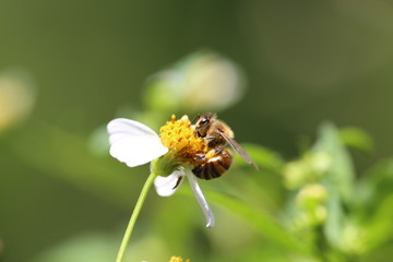 Honeybee in the Sunshine