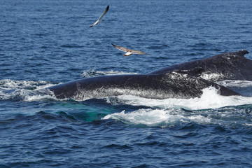 Fototapeta premium Humpback Whales in Provincetown MA