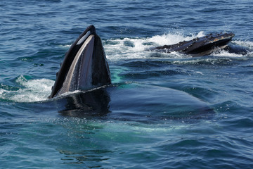 Fototapeta premium Humpback Whale in Provincetown MA