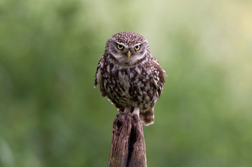 Little Owl (Athene Noctua)/Little Owl perched on old wooden stump