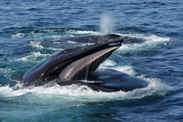 Obraz premium Humbak w Provincetown MA