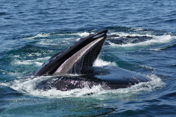 Fototapeta premium Humpback Whale in Provincetown MA