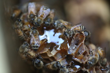 Honeybees Eating Honey