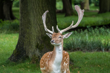Fallow Deer