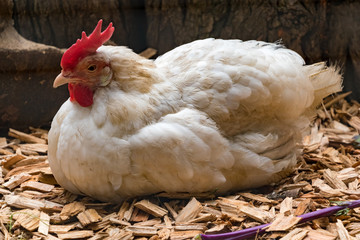 White Chicken