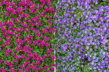 Hintergrund Sommerblumen 