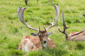 Fallow Deer