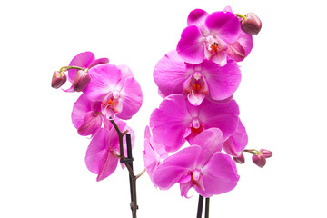 Pink purple orchid branch on isolated white background. Image of