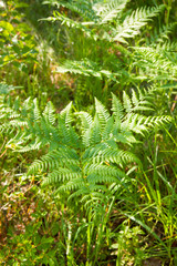 great green bush of fern in the forest.