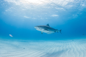 Fototapeta premium Tiger shark