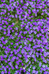 Hintergrund Sommerblumen 