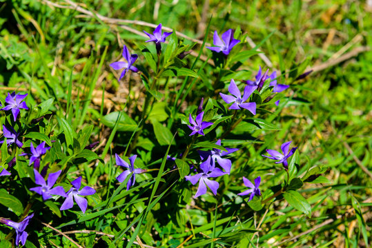 Blooming Vinca minor