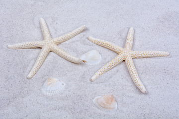 Fototapeta na wymiar White starfishes and one shell on a sand