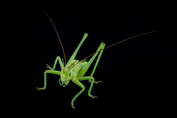 Green grasshopper on a black background