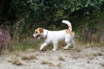 Jack Russell am Strand