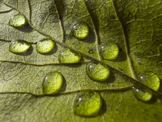 Fototapeta Krople deszczu na zielonym liściu obraz