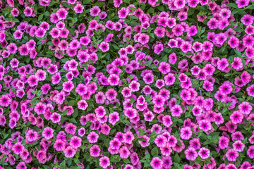 Hintergrund Sommerblumen 