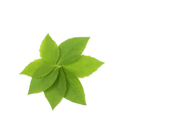 Liście na białym tle © gswozniak