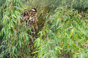 kleiner Tiger vwersteckt sich in hohem Gras