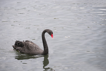 Черный Лебедь 
