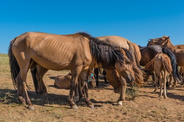Fototapeta na wymiar Pferde Herde in der Mongolei
