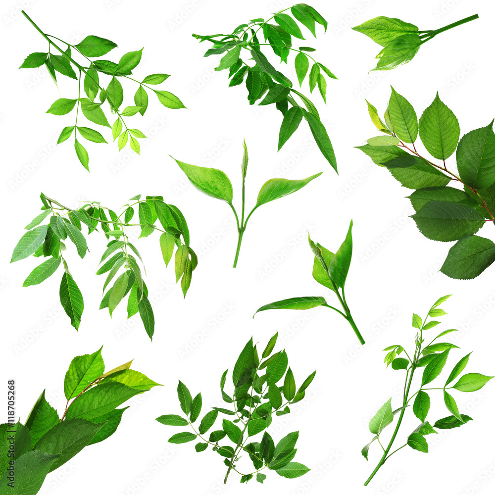 Canvas Prints collage of green leaves, isolated on white