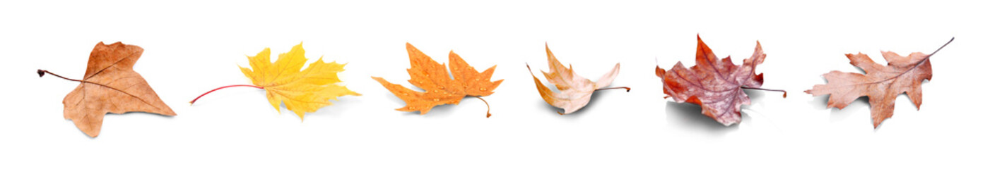 Naklejka premium Collection of autumn leaves. isolated on white background