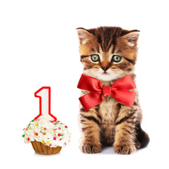 Small cute kitten with red satin bow and birthday cupcake , isolated on white
