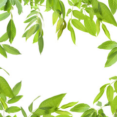 Green leaves frame on white background