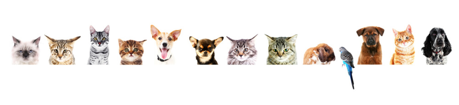 Row Of Different Pets On White Background.